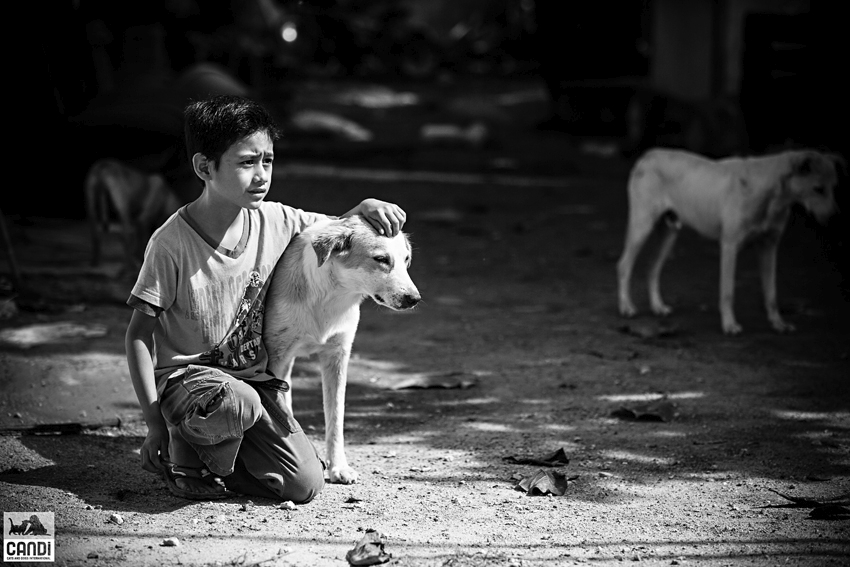 CANDi team members and local partners working alongside animal welfare professionals with free-roaming, stray cats and dogs in a destination community