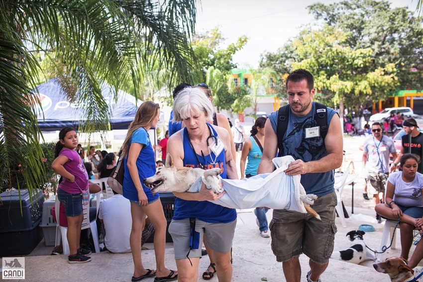 Community clinic team caring for animals