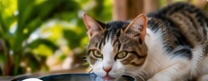 Concept image of a cat beside a water bowl