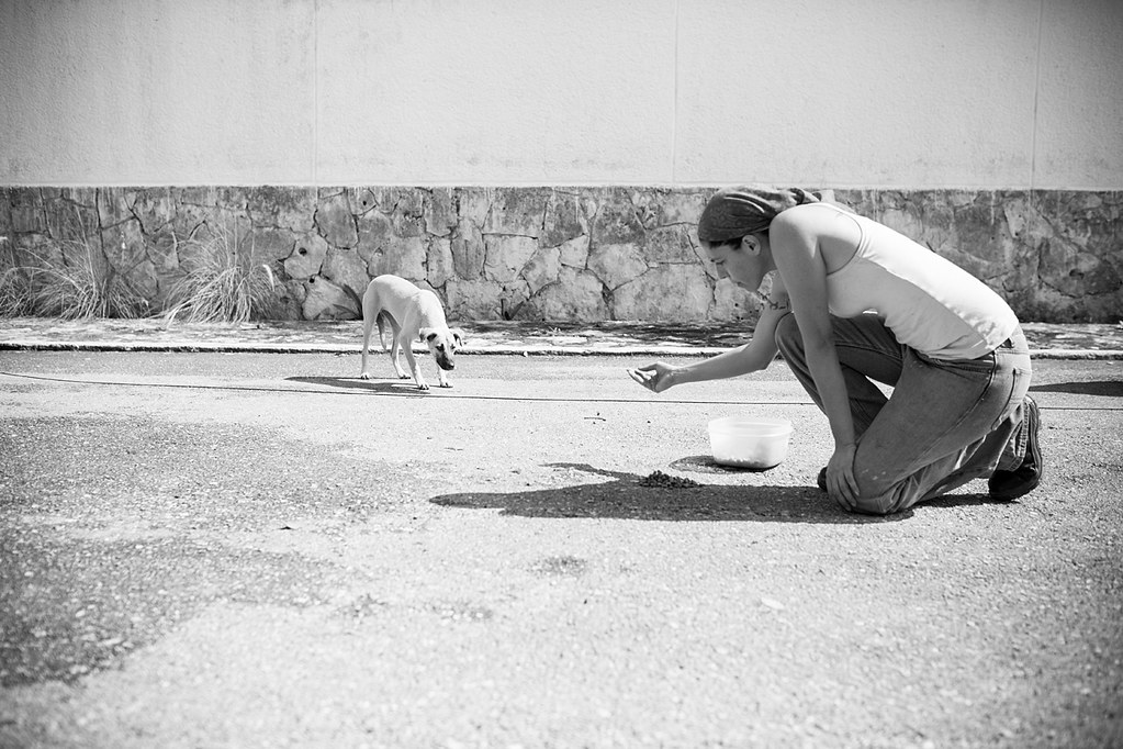 A woman kneeling in the street holding out food toward a cautious free-roaming dog beside a wall