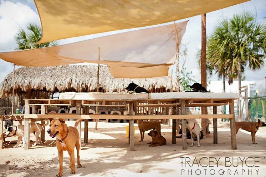 Free-roaming dogs in a tourism destination