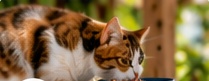 Concept image of cats eating from a bowl