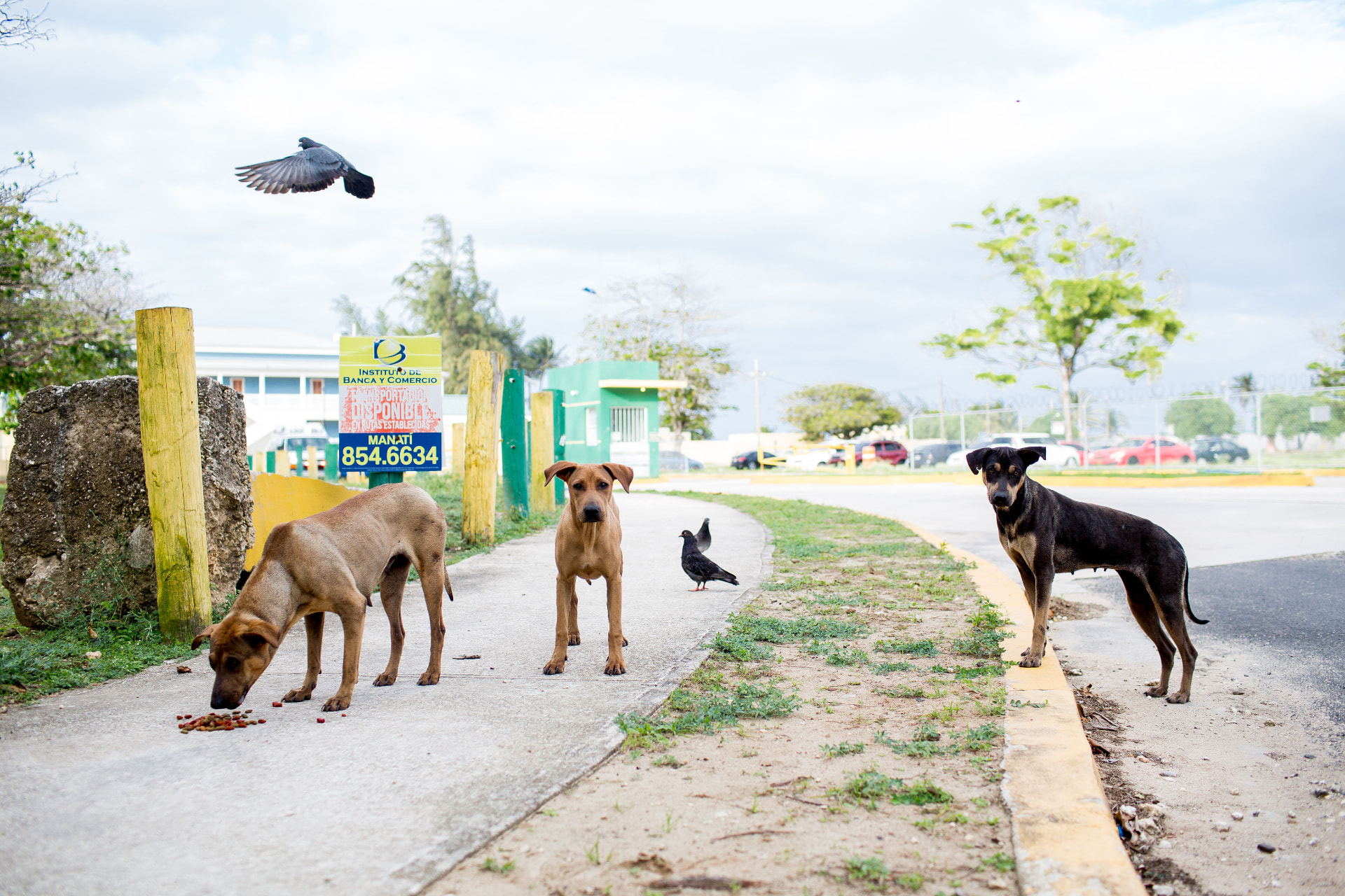 Free-roaming dogs in a coastal tourism destination