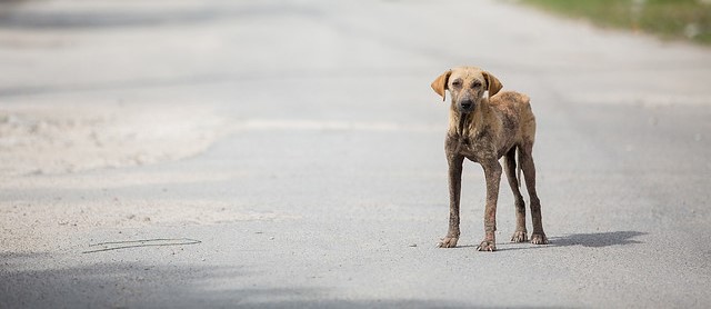 A free-roaming dog resting along a sunlit street in a tourism destination