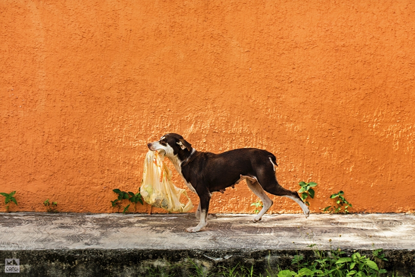 A black street dog carrying a plastic bag walks along a pavement in front of an orange wall